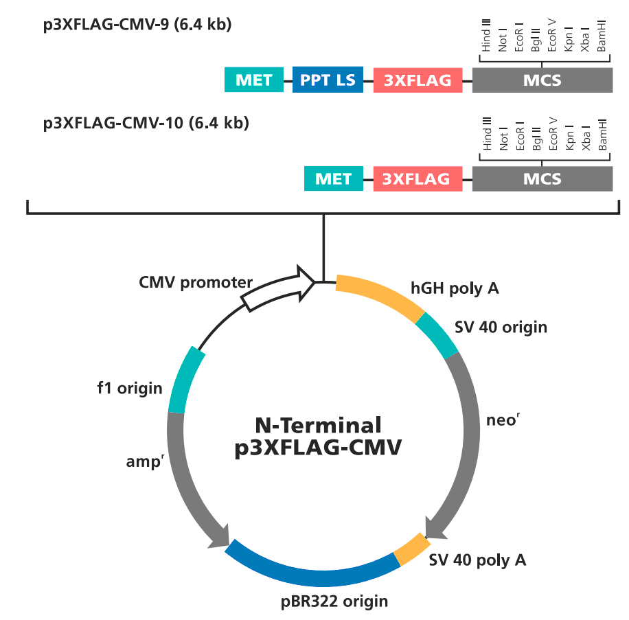 p3XFLAG-CMV-10载体图谱